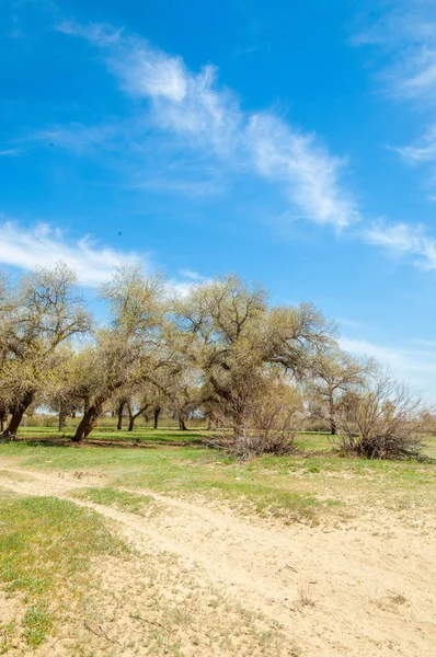  Bahar turanga koruda. diversifolia Schrenk, kavak euphratica, fırat kavak, kavak.