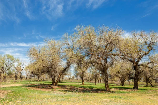  Bahar turanga koruda. diversifolia Schrenk, kavak euphratica, fırat kavak, kavak.
