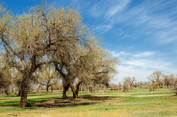  Bahar turanga koruda. diversifolia Schrenk, kavak euphratica, fırat kavak, kavak.