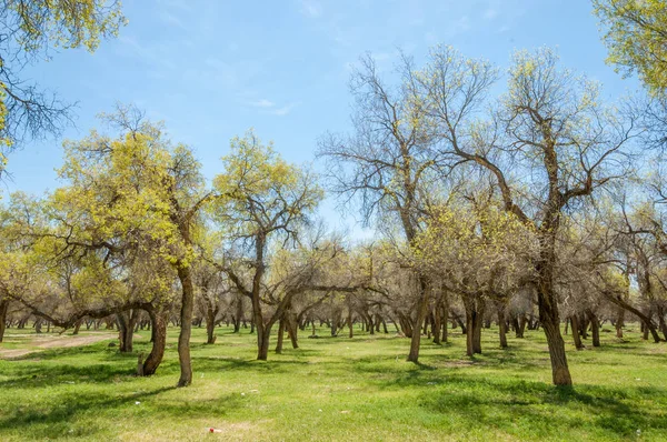  Bahar turanga koruda. diversifolia Schrenk, kavak euphratica, fırat kavak, kavak.