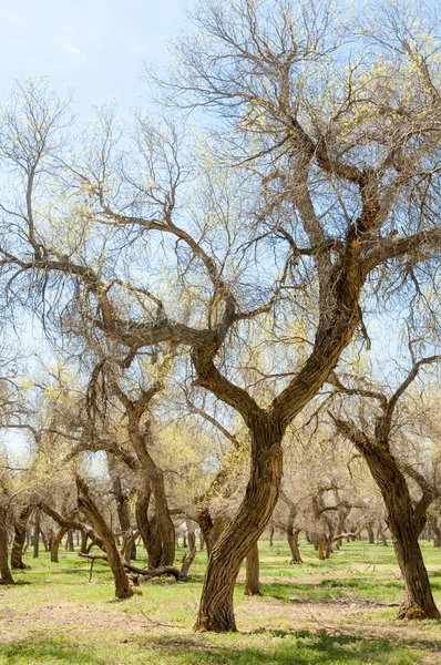  Bahar turanga koruda. diversifolia Schrenk, kavak euphratica, fırat kavak, kavak.