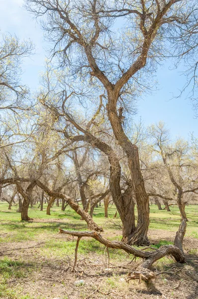  Bahar turanga koruda. diversifolia Schrenk, kavak euphratica, fırat kavak, kavak.