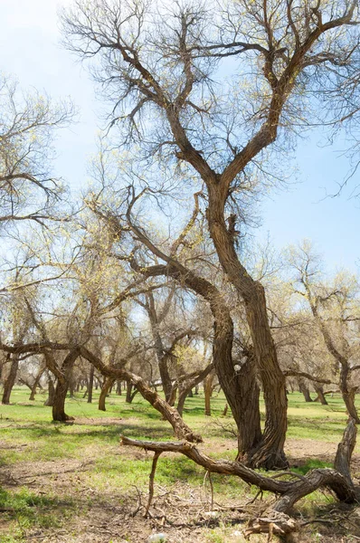  Bahar turanga koruda. diversifolia Schrenk, kavak euphratica, fırat kavak, kavak.