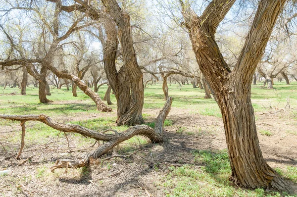  Bahar turanga koruda. diversifolia Schrenk, kavak euphratica, fırat kavak, kavak.