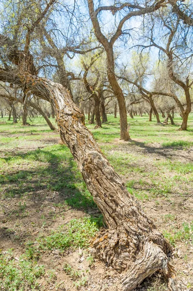  Bahar turanga koruda. diversifolia Schrenk, kavak euphratica, fırat kavak, kavak.
