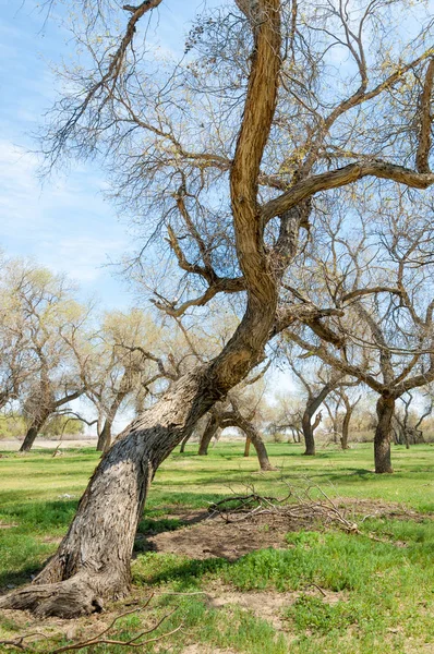  Bahar turanga koruda. diversifolia Schrenk, kavak euphratica, fırat kavak, kavak.