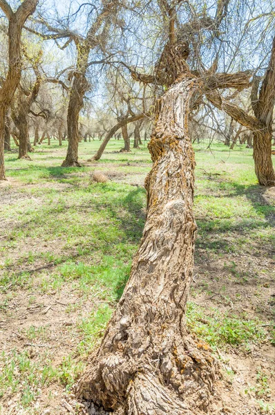  Bahar turanga koruda. diversifolia Schrenk, kavak euphratica, fırat kavak, kavak.