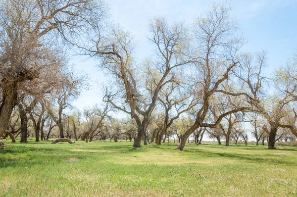  Bahar turanga koruda. diversifolia Schrenk, kavak euphratica, fırat kavak, kavak.