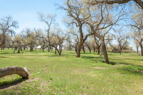  Bahar turanga koruda. diversifolia Schrenk, kavak euphratica, fırat kavak, kavak.