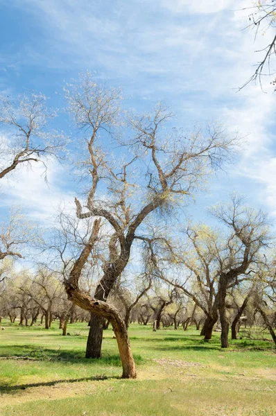 Bahar turanga koruda. diversifolia Schrenk, kavak euphratica, fırat kavak, kavak.