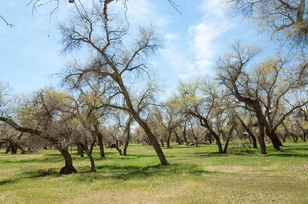  Bahar turanga koruda. diversifolia Schrenk, kavak euphratica, fırat kavak, kavak.