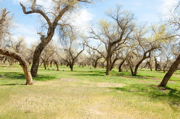  Bahar turanga koruda. diversifolia Schrenk, kavak euphratica, fırat kavak, kavak.