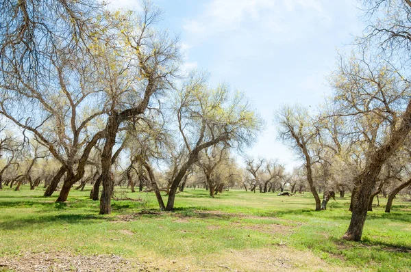  Bahar turanga koruda. diversifolia Schrenk, kavak euphratica, fırat kavak, kavak.