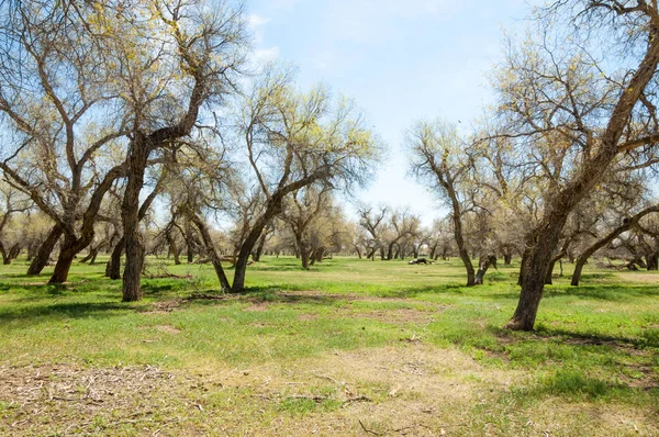  Bahar turanga koruda. diversifolia Schrenk, kavak euphratica, fırat kavak, kavak.