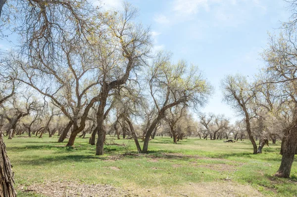  Bahar turanga koruda. diversifolia Schrenk, kavak euphratica, fırat kavak, kavak.