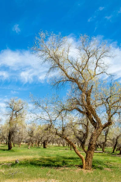  Bahar turanga koruda. diversifolia Schrenk, kavak euphratica, fırat kavak, kavak.