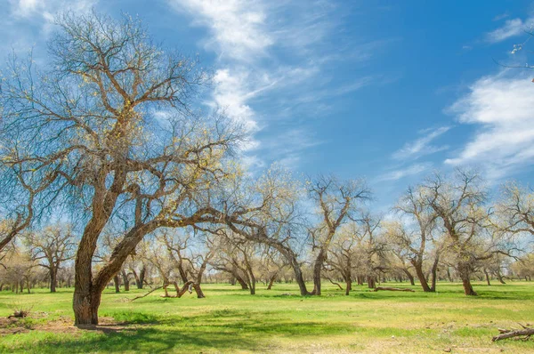  Bahar turanga koruda. diversifolia Schrenk, kavak euphratica, fırat kavak, kavak.