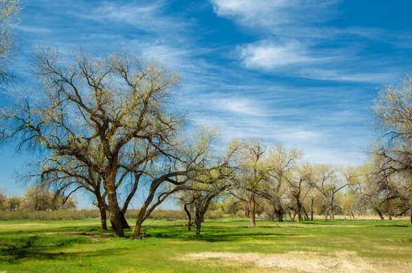  Bahar turanga koruda. diversifolia Schrenk, kavak euphratica, fırat kavak, kavak.