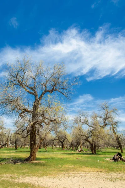 Bahar turanga koruda. diversifolia Schrenk, kavak euphratica, fırat kavak, kavak.