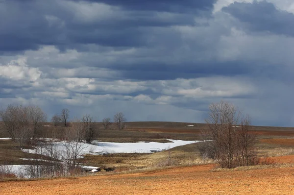 Willow arılar tarafından tozlaşma