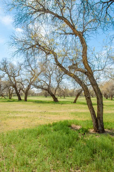  Bahar turanga koruda. diversifolia Schrenk, kavak euphratica, fırat kavak, kavak.