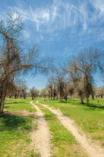  Bahar turanga koruda. diversifolia Schrenk, kavak euphratica, fırat kavak, kavak.