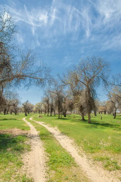  Bahar turanga koruda. diversifolia Schrenk, kavak euphratica, fırat kavak, kavak.