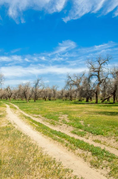  Bahar turanga koruda. diversifolia Schrenk, kavak euphratica, fırat kavak, kavak.