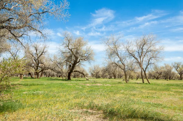  Bahar turanga koruda. diversifolia Schrenk, kavak euphratica, fırat kavak, kavak.