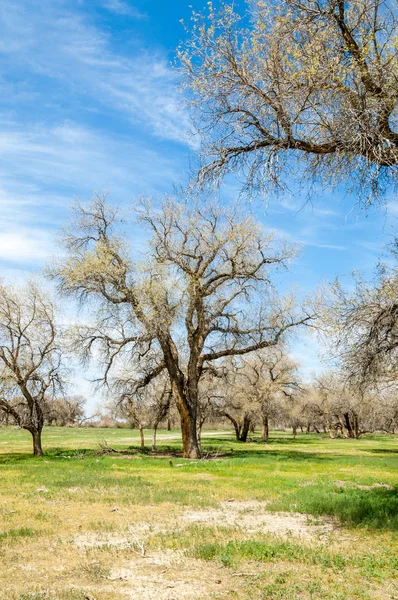  Bahar turanga koruda. diversifolia Schrenk, kavak euphratica, fırat kavak, kavak.