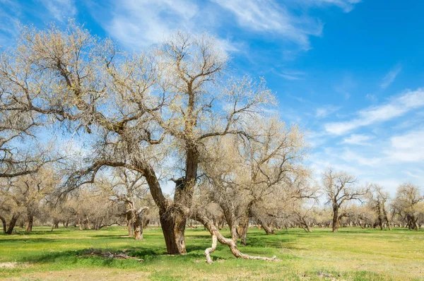  Bahar turanga koruda. diversifolia Schrenk, kavak euphratica, fırat kavak, kavak.