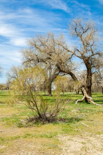  Bahar turanga koruda. diversifolia Schrenk, kavak euphratica, fırat kavak, kavak.
