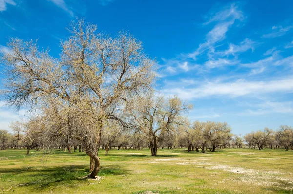  Bahar turanga koruda. diversifolia Schrenk, kavak euphratica, fırat kavak, kavak.