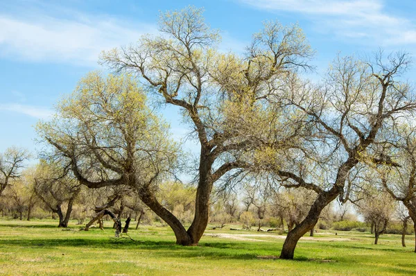  Bahar turanga koruda. diversifolia Schrenk, kavak euphratica, fırat kavak, kavak.