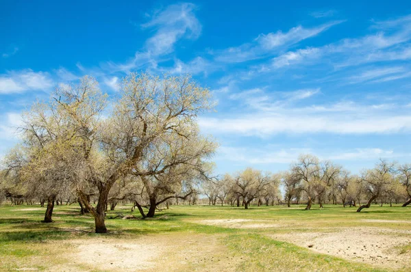  Bahar turanga koruda. diversifolia Schrenk, kavak euphratica, fırat kavak, kavak.