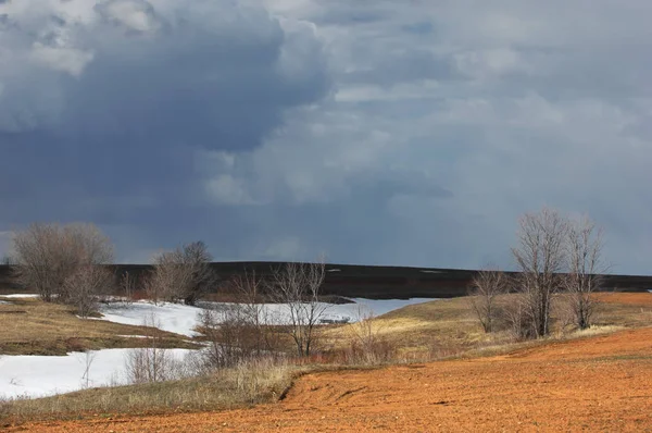 Willow arılar tarafından tozlaşma