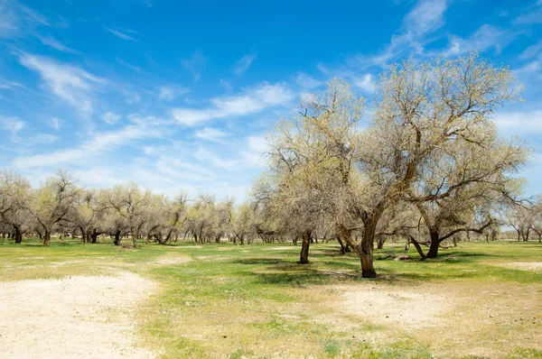  Bahar turanga koruda. diversifolia Schrenk, kavak euphratica, fırat kavak, kavak.