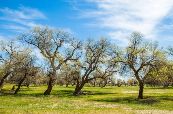  Bahar turanga koruda. diversifolia Schrenk, kavak euphratica, fırat kavak, kavak.