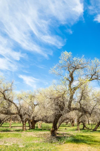  Bahar turanga koruda. diversifolia Schrenk, kavak euphratica, fırat kavak, kavak.