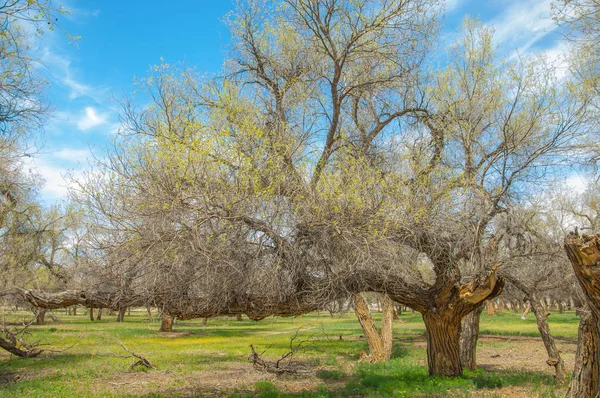  Bahar turanga koruda. diversifolia Schrenk, kavak euphratica, fırat kavak, kavak.