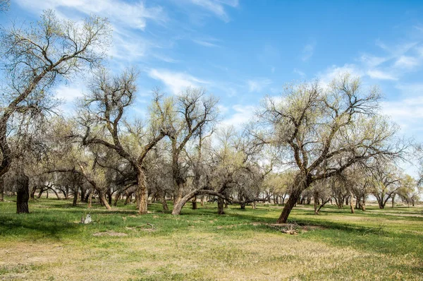  Bahar turanga koruda. diversifolia Schrenk, kavak euphratica, fırat kavak, kavak.