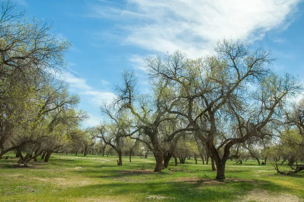 Bahar turanga koruda. diversifolia Schrenk, kavak euphratica, fırat kavak, kavak.