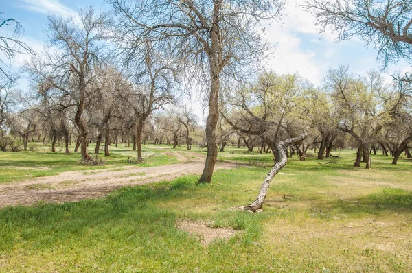  Bahar turanga koruda. diversifolia Schrenk, kavak euphratica, fırat kavak, kavak.