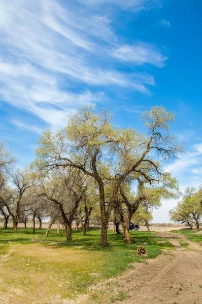  Bahar turanga koruda. diversifolia Schrenk, kavak euphratica, fırat kavak, kavak.