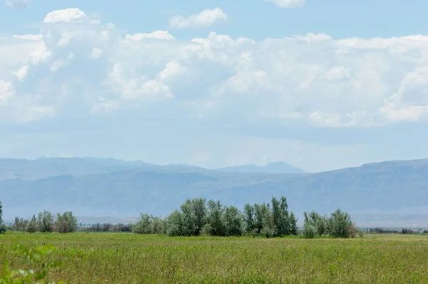 Stäppen Prairie Veld Veldt Ett Stort Område Platta Unforested Vall — Stockfoto