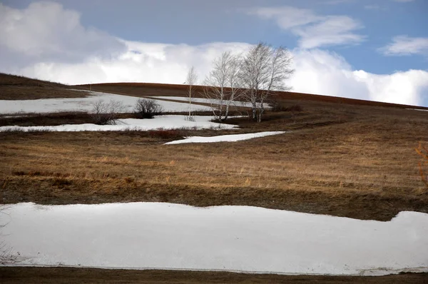 Willow arılar tarafından tozlaşma