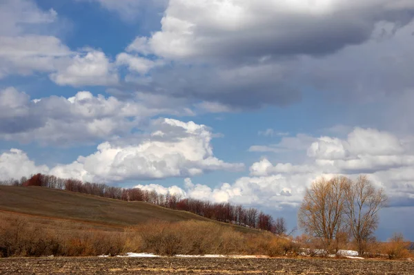 Willow arılar tarafından tozlaşma