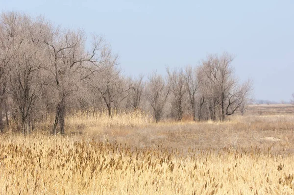 kum bahar bozkır. ağaçlar ve kum mavi gökyüzü arka plan üzerinde. Kazakistan bozkırlarında