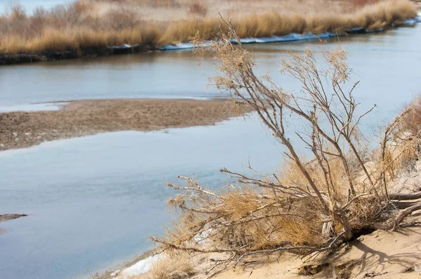 kum. Bahar. su. kar. haloxylon. Orta Asya, sinkiang, haloxylon ammodendron, haloxylon persicum, beyaz saxaul, saxaul serçe, plantae, kapalı tohumlular, fikir, temel fikir, caryophyllales, amaranthaceae, salsoloideae, Kuru, çöl, gökyüzü, bl