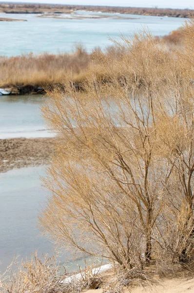 kum. Bahar. su. kar. haloxylon. Orta Asya, sinkiang, haloxylon ammodendron, haloxylon persicum, beyaz saxaul, saxaul serçe, plantae, kapalı tohumlular, fikir, temel fikir, caryophyllales, amaranthaceae, salsoloideae, Kuru, çöl, gökyüzü, bl